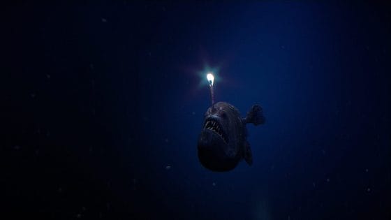 anglerfish